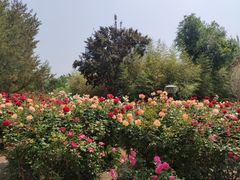 -莲花池公园