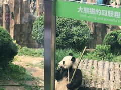 -大连森林动物园熊猫馆纪念品商店