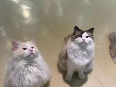 -藏猫猫咖啡主题馆(中央大道店)