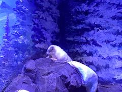 -上海海昌海洋公园-冰山北极馆