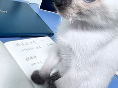 -猫十亿·布偶金渐层·曼基康矮脚猫舍(青年路店)