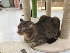 -喵园·猫主题咖啡厅·撸猫·猫咖(国贸店)