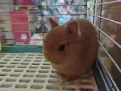 -宠物兔专门店(天丰利市场店)