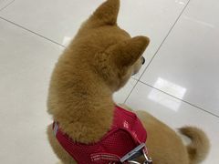 -福州肆爪动物医院