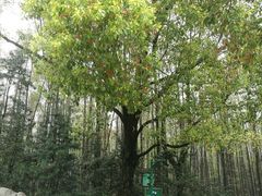 -共青国家森林公园-售票处