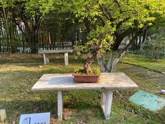 -南京古林公园