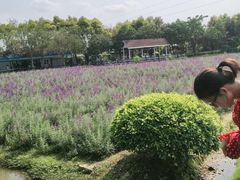 -广东花都香草世界旅游度假区
