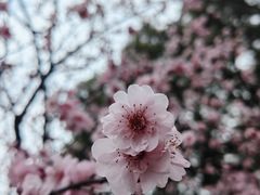 -和平公园