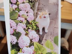 -猫的天空之城概念书店(束河店)