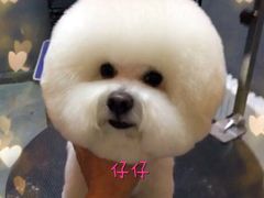 -我爱吾宠宠物美容院(朝阳路店)