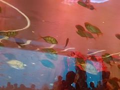 -瑞德姆美人鱼海底演艺主题餐厅(亚龙湾店)
