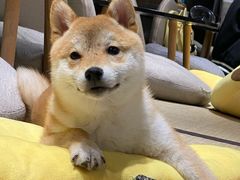 -逗柴咖啡屋·狗咖猫咖宠物桌游