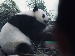 -广州动物园