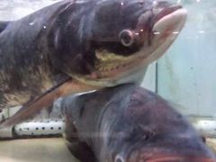 -正宗高流河饭店原创风姜鸡