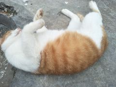 -醉巫山纸包鱼·私房菜