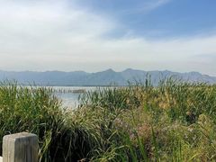 -哈素海