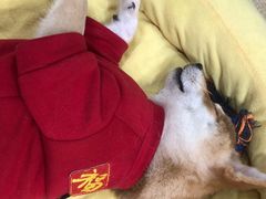-逗柴咖啡屋·狗咖猫咖宠物桌游