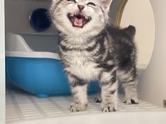 -lincat·猫舍(广州店)
