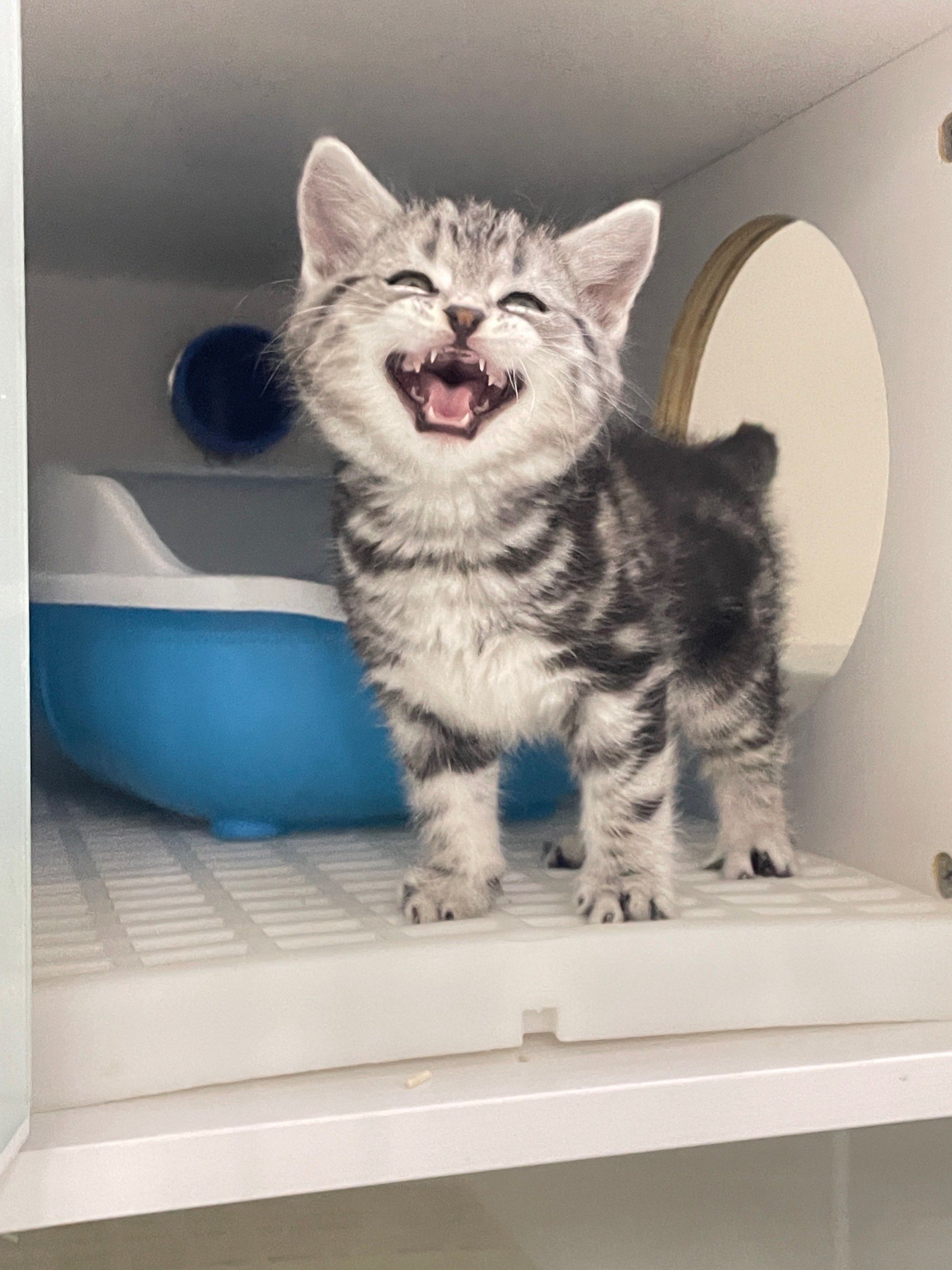 "避雷"美短75美短起司虎斑真的不推荐家养75