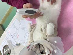 -北京观赏动物医院·24小时大型综合·猫专科·异宠专科