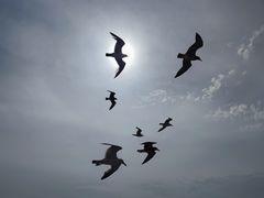 -海驴岛(荣成市)