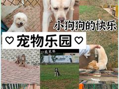 -趣玩宠物乐园寄养训犬训狗游泳池