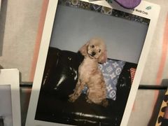 -超宠爱宠物摄影-Super pet