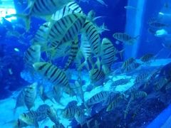 -成都浩海立方海洋公园