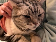 -猫猫幼稚园·撸猫·桌游·电玩