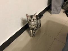 -猫大福·Fortune Cat猫舍(百子湾店)