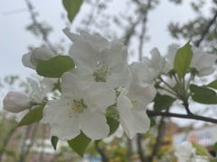 -吉林大学中日联谊医院(中心院区)