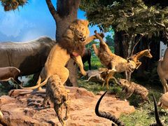 -国家自然博物馆