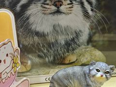 -青藏高原野生动物园