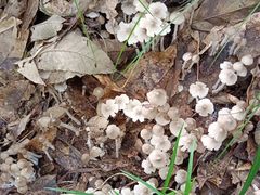 -铁山坪森林公园