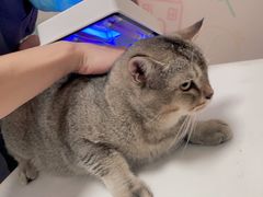 -伟伟宠物医院·瑞派猫友好医院·猫科(光谷店)