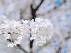 -顾村公园