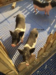 -萌宠亲子动物乐园(槐房万达店)