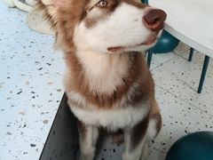 -Husky Go!哈士奇体验馆·宠物咖啡厅狗咖