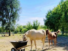 -北京群众马术培训基地