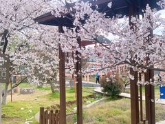-天王浮山樱花园
