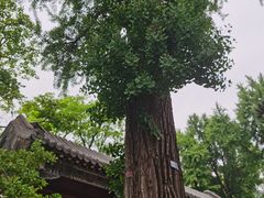 -泰山风景名胜区-普照寺
