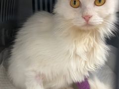 -宠福鑫康馨动物医院·骨科·眼科