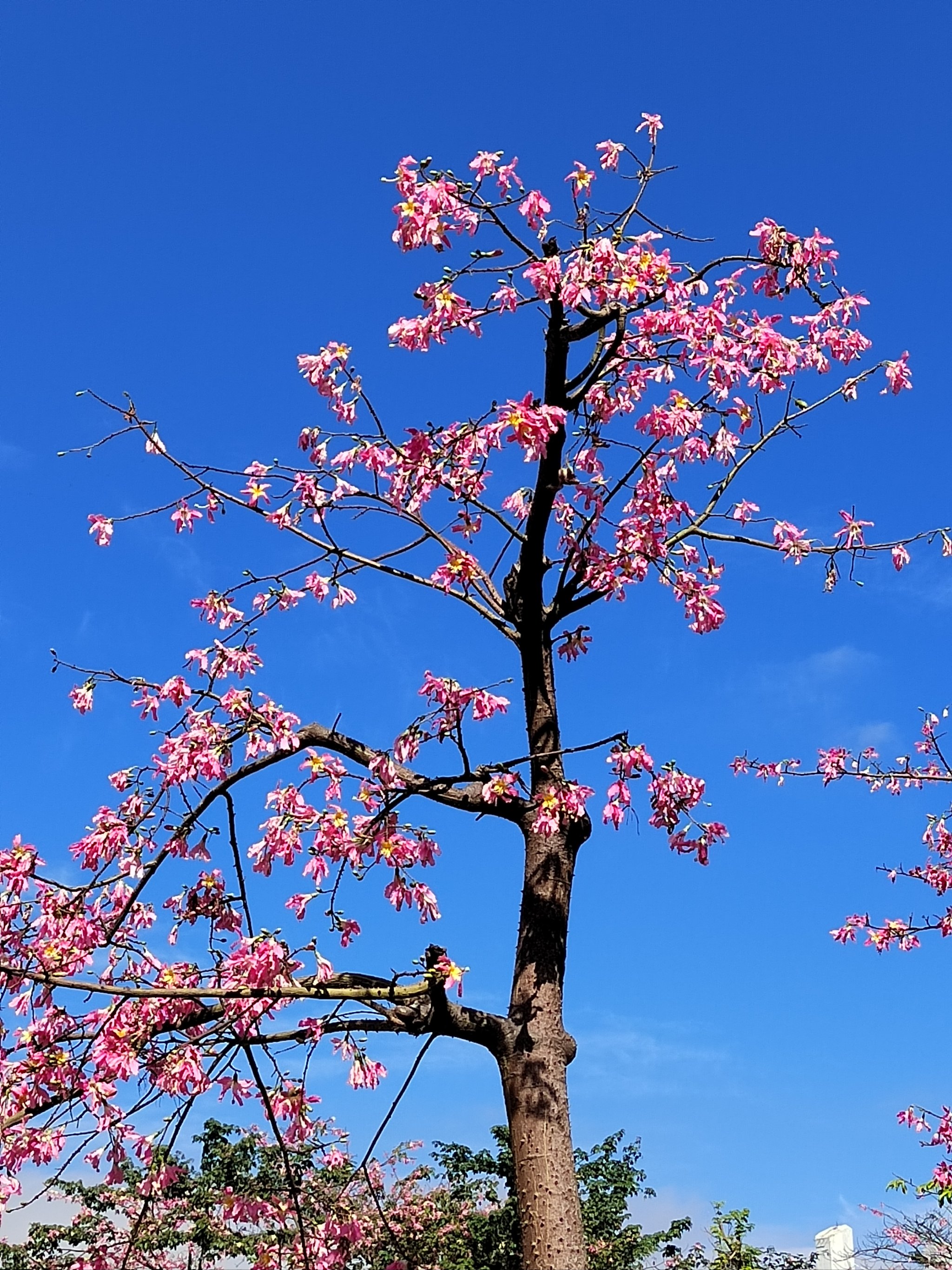 横琴花海长廊介绍图片