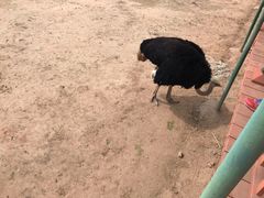 -鄂尔多斯野生动物园