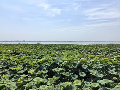 -七的湖·晚芳亭·阳澄湖农家菜·大闸蟹(莲花岛店)