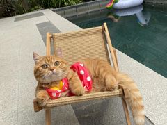 -翊宠yipet猫狗购宠庄园犬舍•猫舍