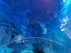 -石家庄海洋公园