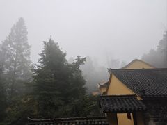 -天目山大树王景区