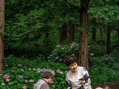 -黄海国家森林公园