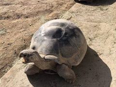 -圣地亚哥动物园
